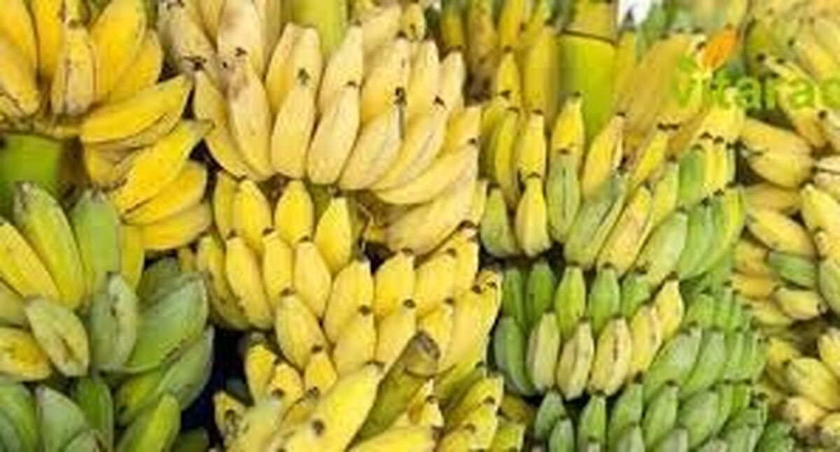بازداشت سلطان موز! + جزئیات