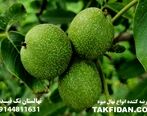 معرفی پنج نهال گردو برتر و تجاری