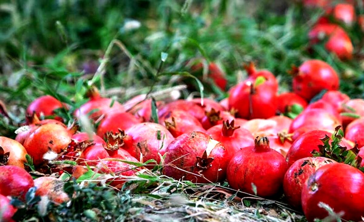 قیمت انار سر به فلک کشید!