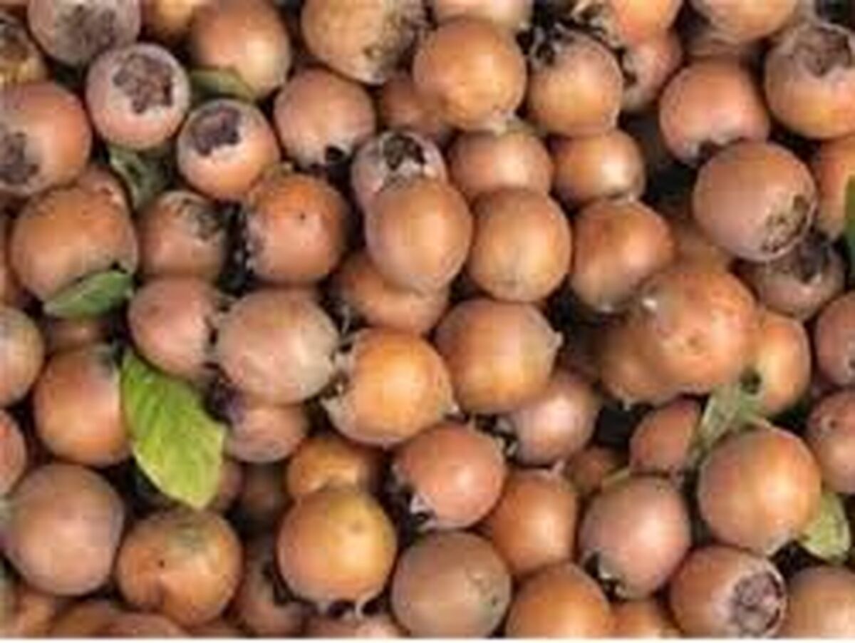 آلزایمر نمی گیرید اگر این میوه را بخورید