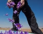 کاهش 60 درصدی تولید زعفران| پشت پرده گران شدن زعفران