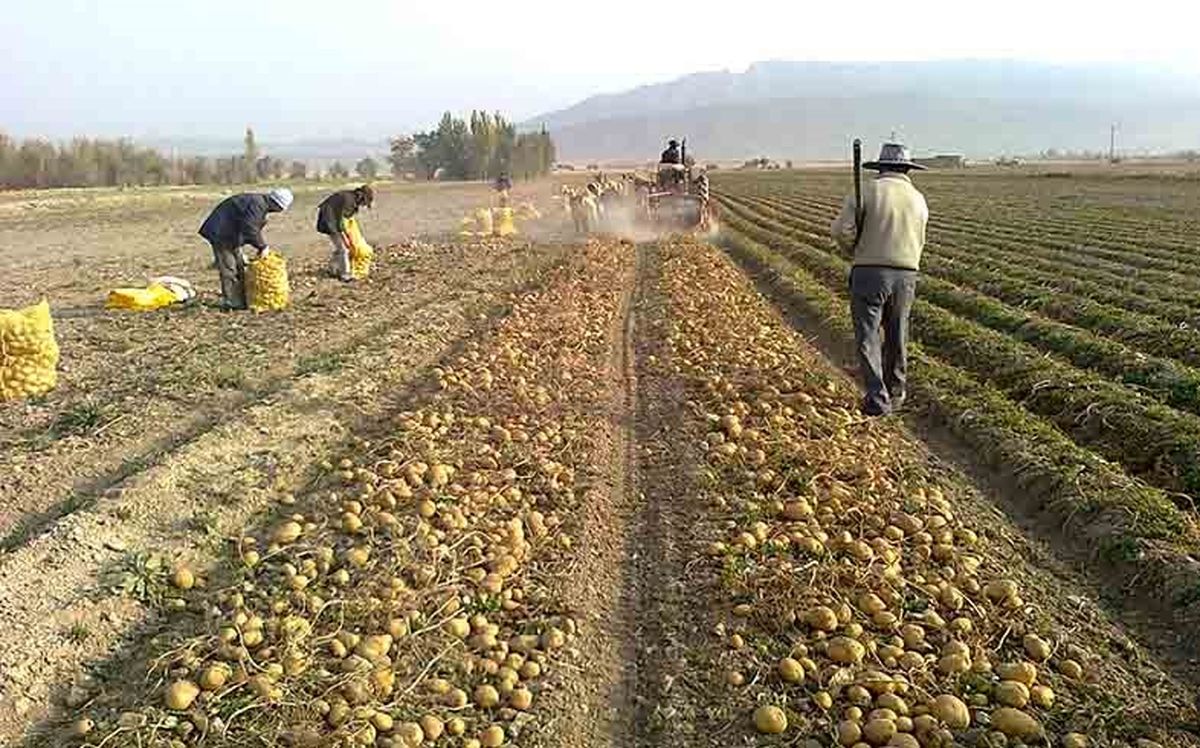 صادرات سیب زمینی ایران از سر گرفته شد؟| ازبکستانی های از مزارع ایران بازدید کردند 