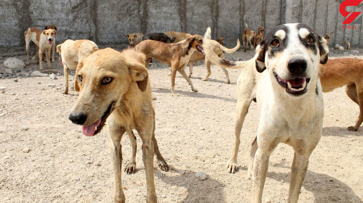 حمله وحشتناک سگ‌های ولگرد به کودک 8 ساله