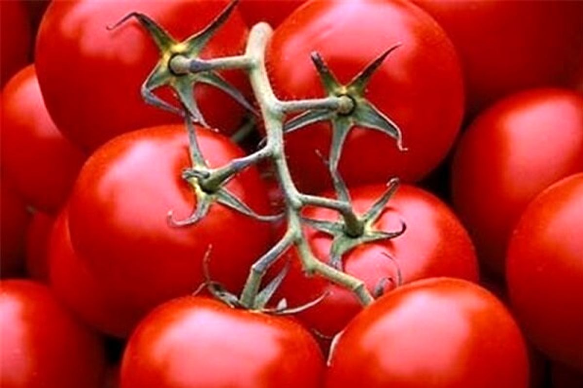 گوجه به عنوان داروی پارکینسون + جزئیات
