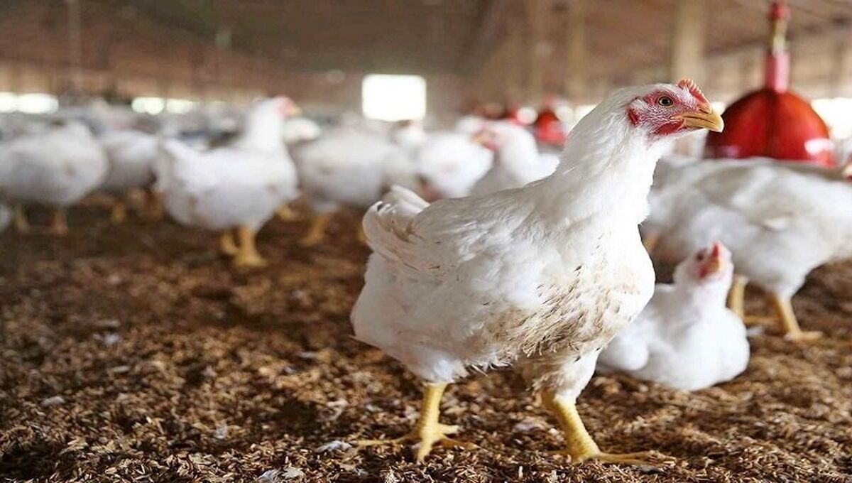 قیمت مرغ دوباره بالا می رود| وضعیت بد تأمین نهاده