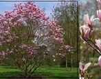معرفی درخت زینتی مناسب محوطه سازی باغ و ویلا