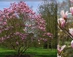 معرفی درخت زینتی مناسب محوطه سازی باغ و ویلا