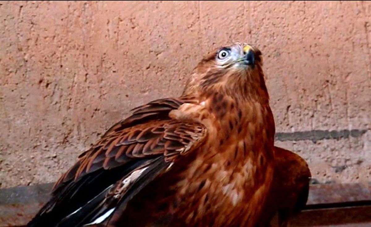 هجوم عقاب به دختربچه کرمانشاهی + فیلم