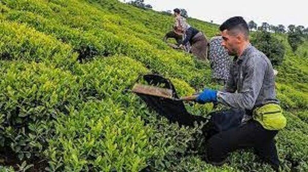 صادرات چای ایران به کدام کشورها صورت می گیرد؟