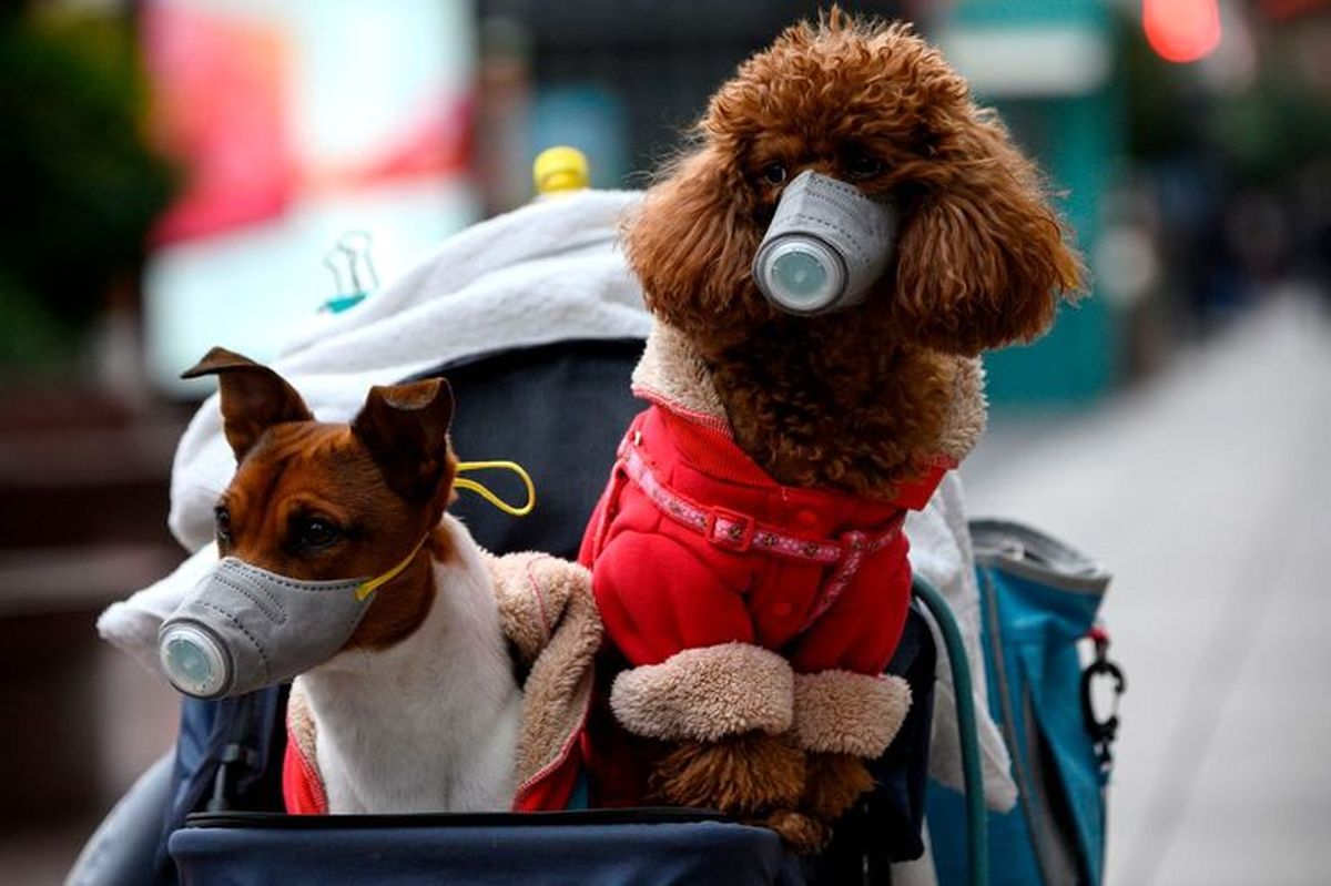 سگ ها نمونه های مثبت کویید 19 را با دقت شناسایی می کنند + جزئیات