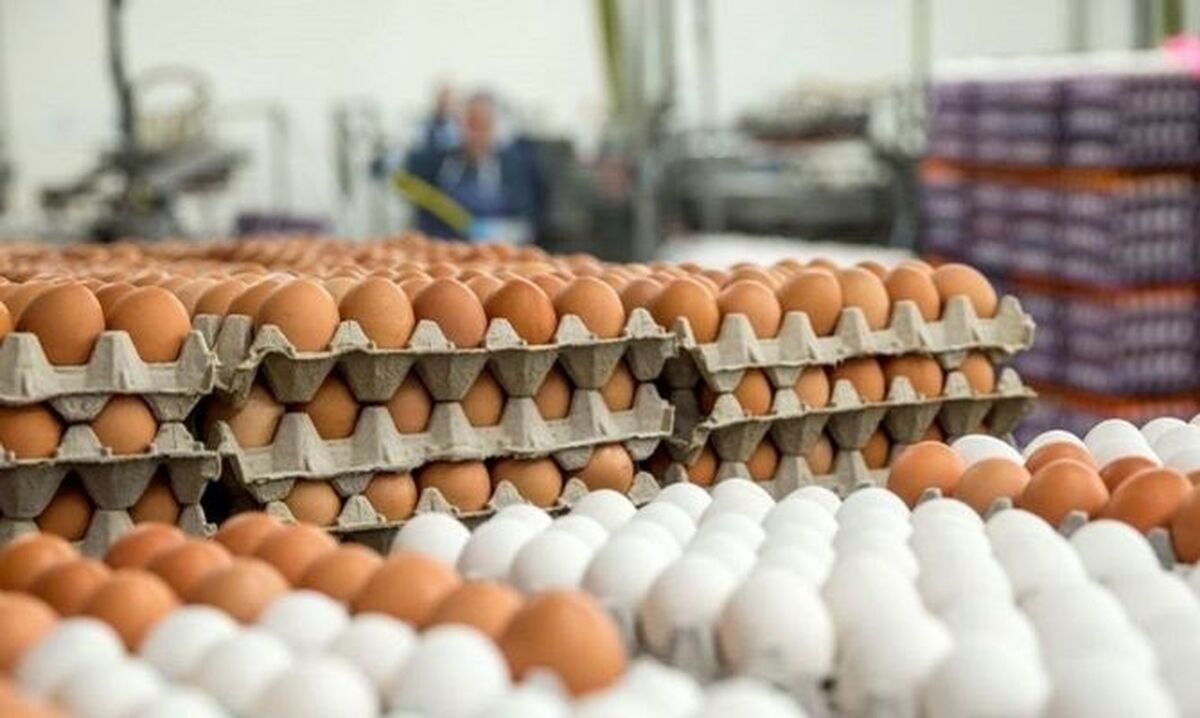 پشت پرده دو نرخی شدن مرغ / توضیح رئیس اتحادیه فروشندگان چه بود؟