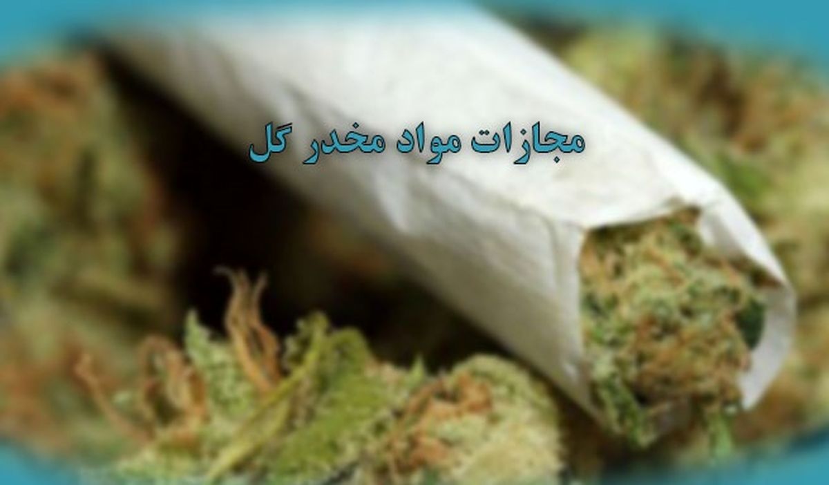 امکان کشت گل در خانه‌ها نیست/ افزایش دستگیری مجرمان گل