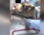  فیلم سگ کشی فجیع به بهانه تشریح حیوانات در کرمانشاه / فیلم+ 18