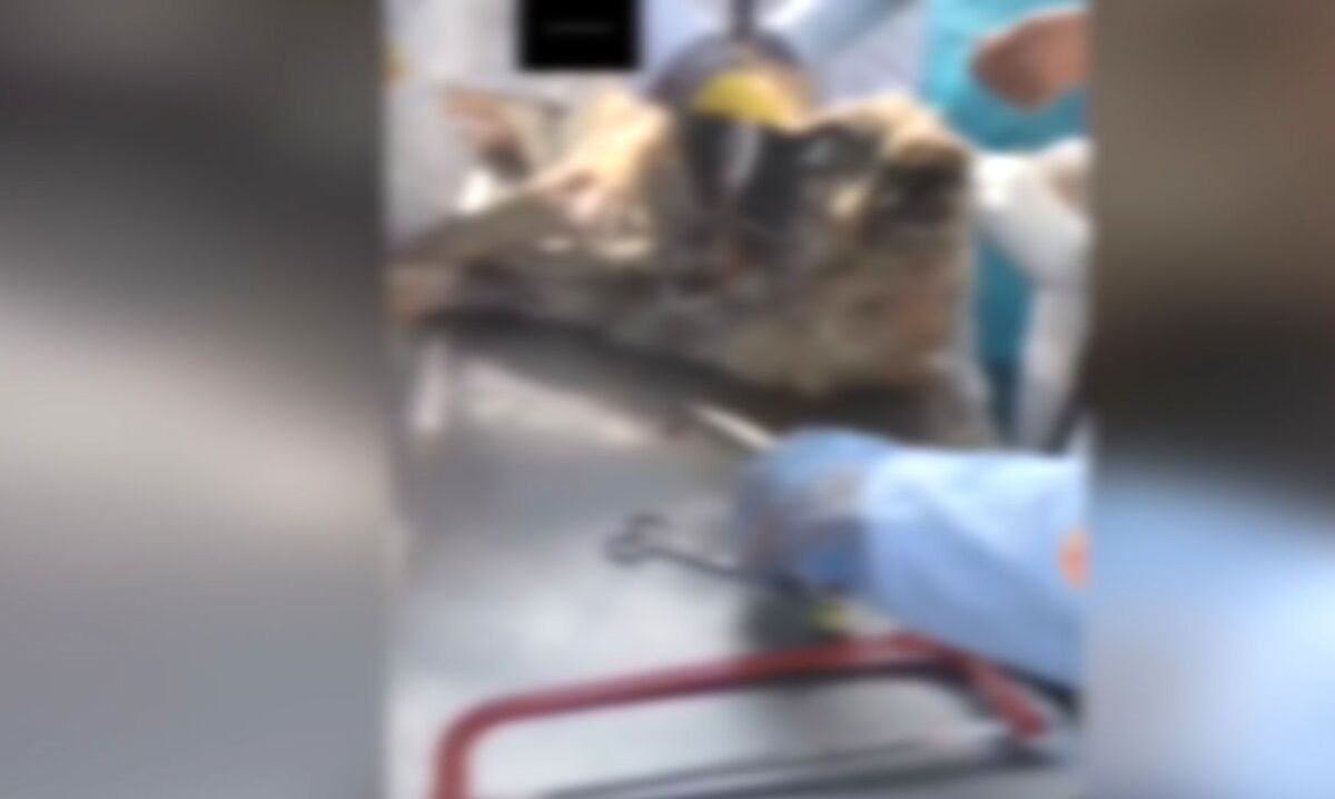  فیلم سگ کشی فجیع به بهانه تشریح حیوانات در کرمانشاه / فیلم+ 18