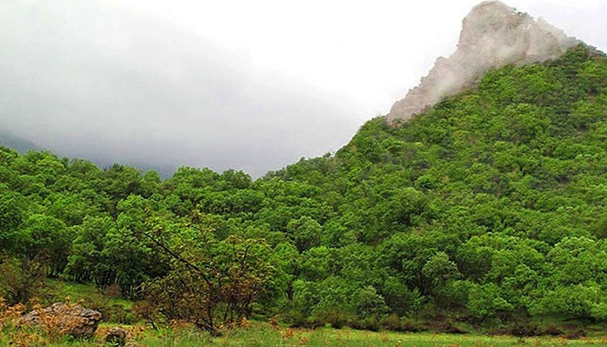 طبیعت جنگل های ایران تا چند سال آینده نابود می شود