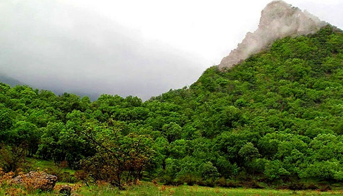 طبیعت جنگل های ایران تا چند سال آینده نابود می شود