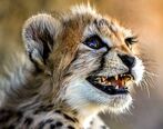 «پیروز» نمی تواند به طبیعت برگردد |  حافظ ژن می تواند باشد
