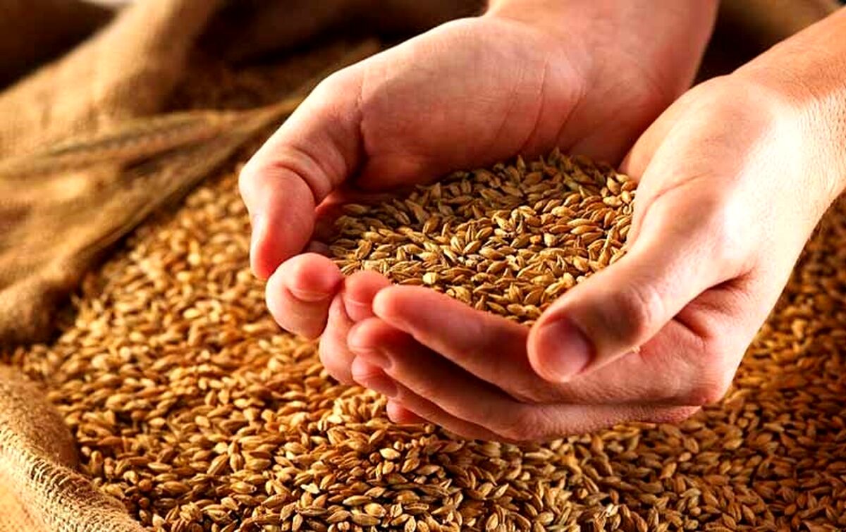  آلودگی گندم های وارداتی از روسیه به ایران حقیقت دارد؟