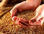  آلودگی گندم های وارداتی از روسیه به ایران حقیقت دارد؟