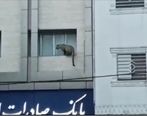 ماجرای تلف شدن پلنگ سرگردان قائم شهر